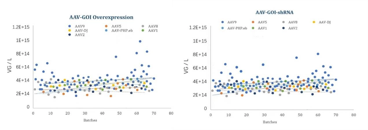 Stability of GVC AAV Production