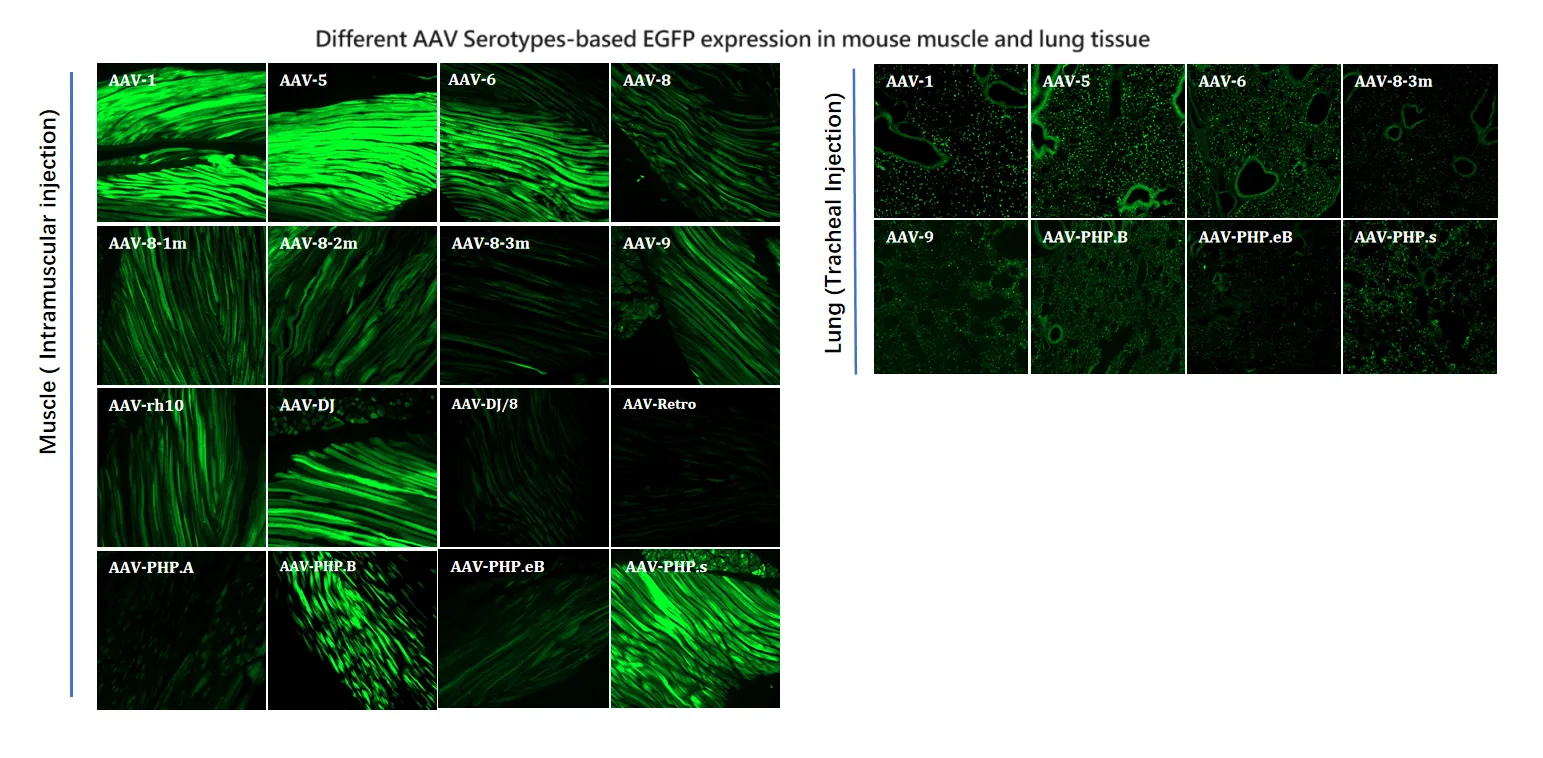 AAV Potency Enhancement